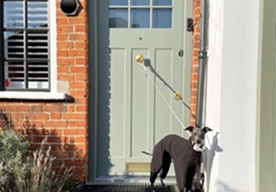 A green front door with a dog.
